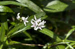 American waterwillow